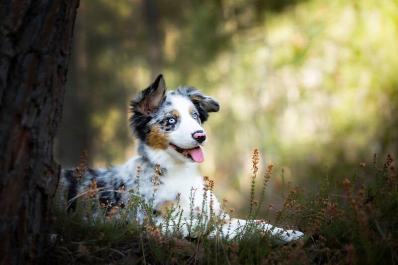 chien-lockie-6-standard-a29w24.jpg