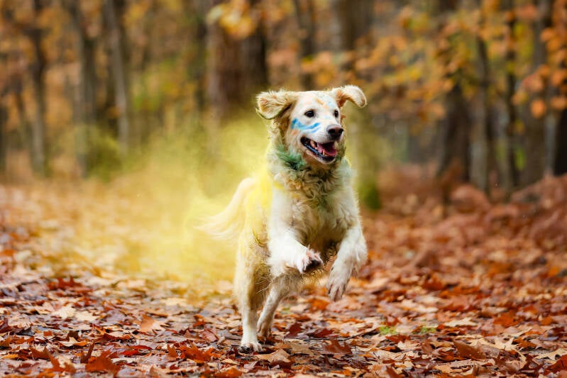 chien-oslo-morgane-67-standard-5e432e.jpg