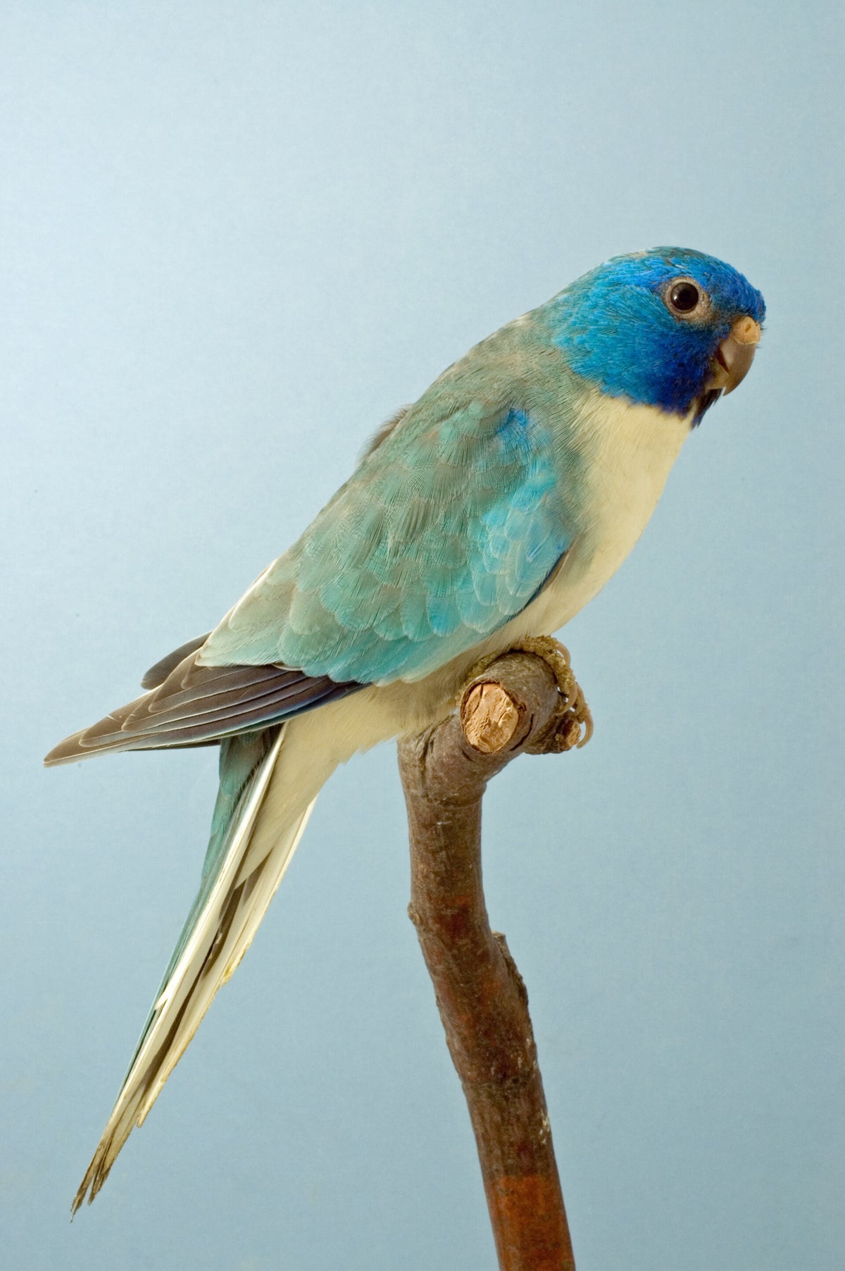 blauw serie / Mutaties algemeen | Neophema Studie Groep