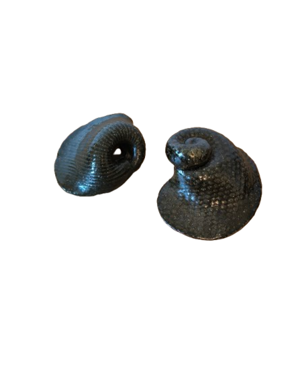 Céramiques fossile ammonite
