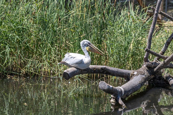 Tierpark Herberstein – Natur & Tierwelt hautnah erleben