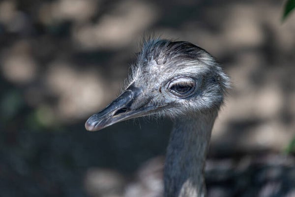Tierpark Herberstein – Natur & Tierwelt hautnah erleben
