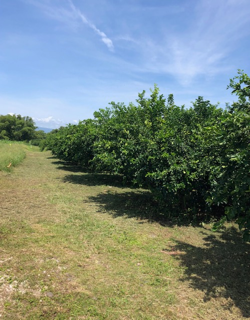 Finca agrícola 3.7 hectáreas, Horquetas, Sarapiquí