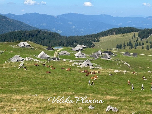 Panoramica Velika Planina con vacas y los alpes
