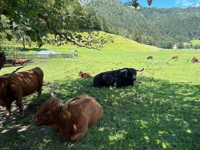 Yaks en Logarska Dolina en Eslovenia