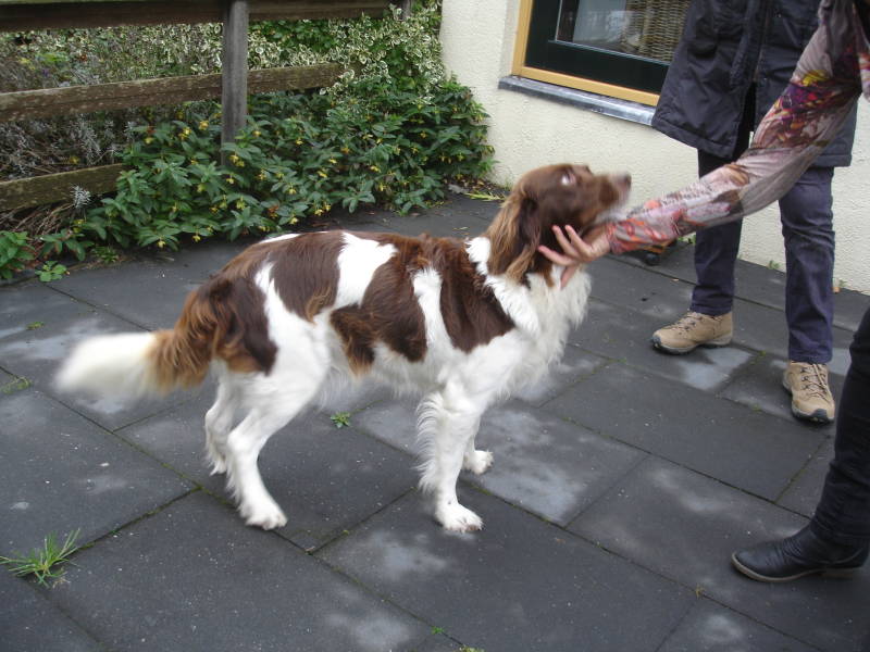 Gasha Fiona v. t Patrieske