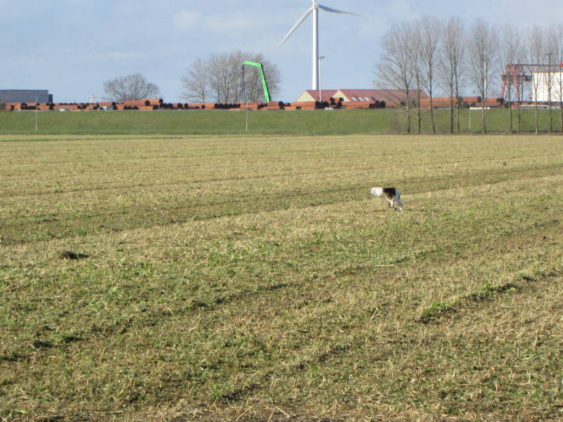 veldwerk