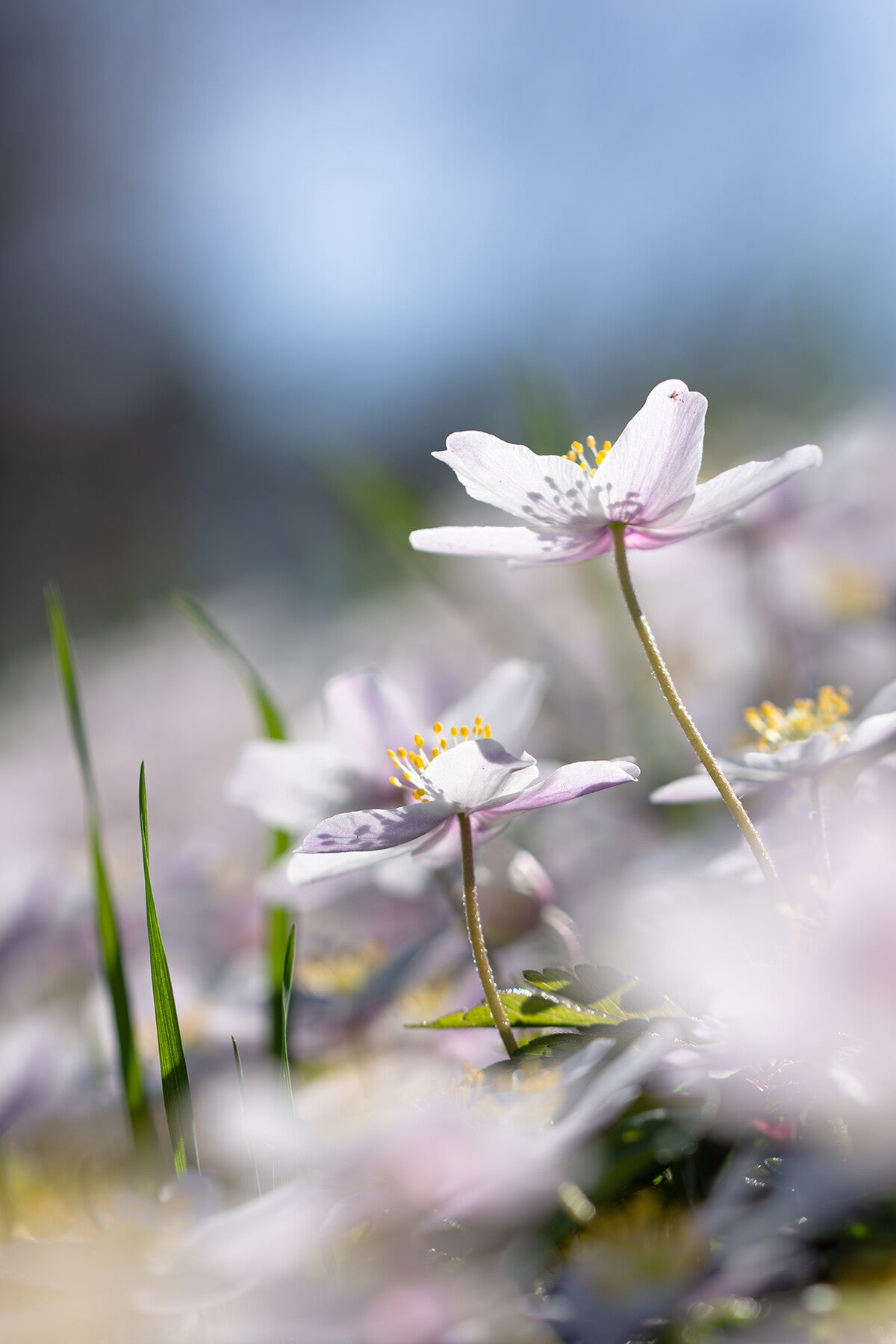Anemonen