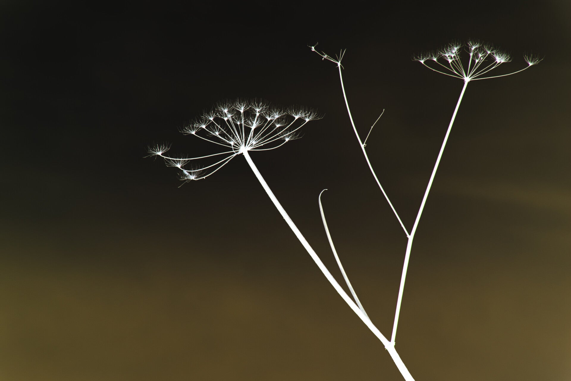 Fluitekruid