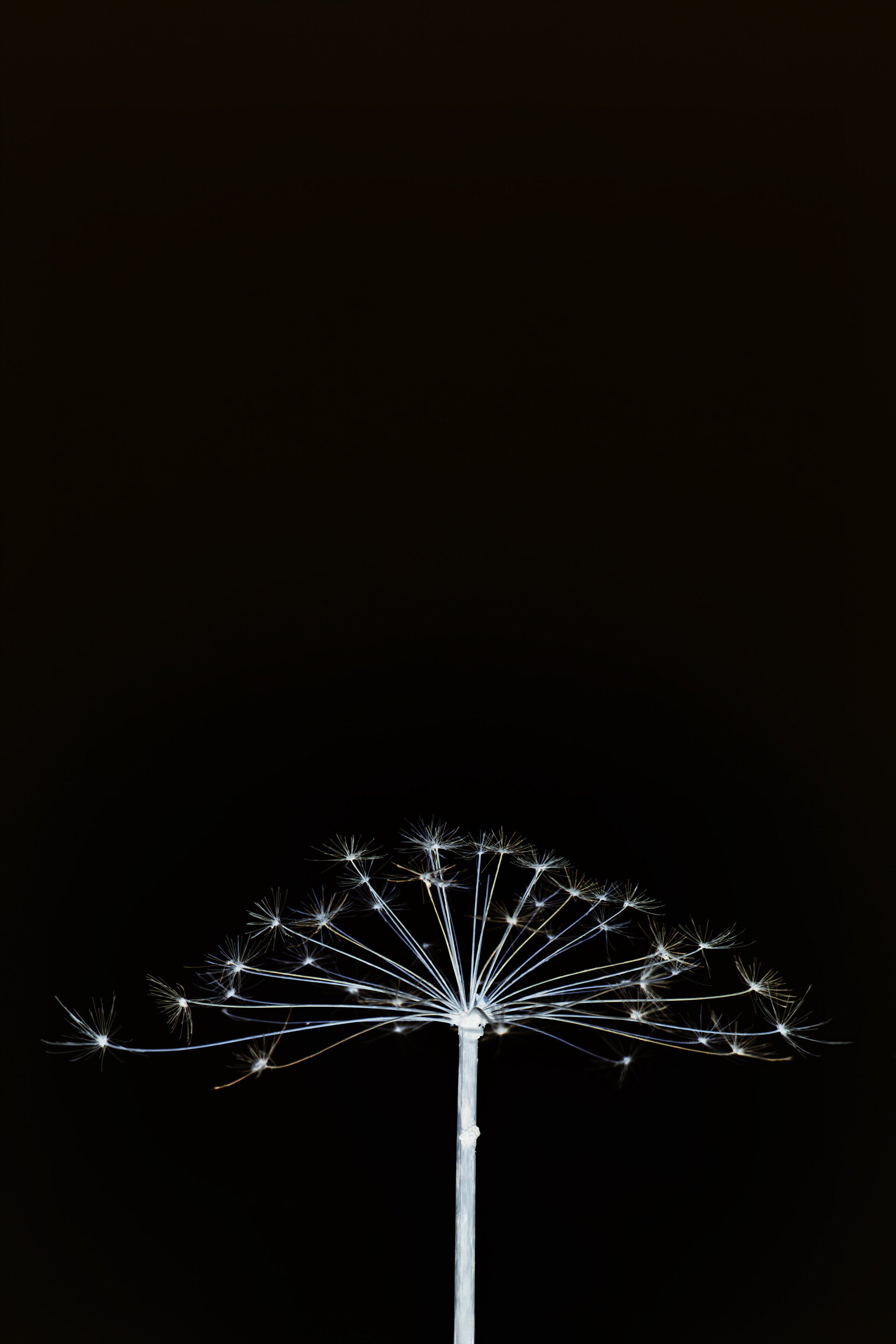 Silhouet fluitekruid