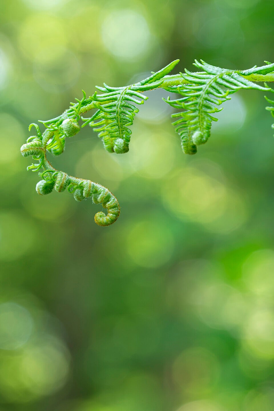 Varen met bokeh effect