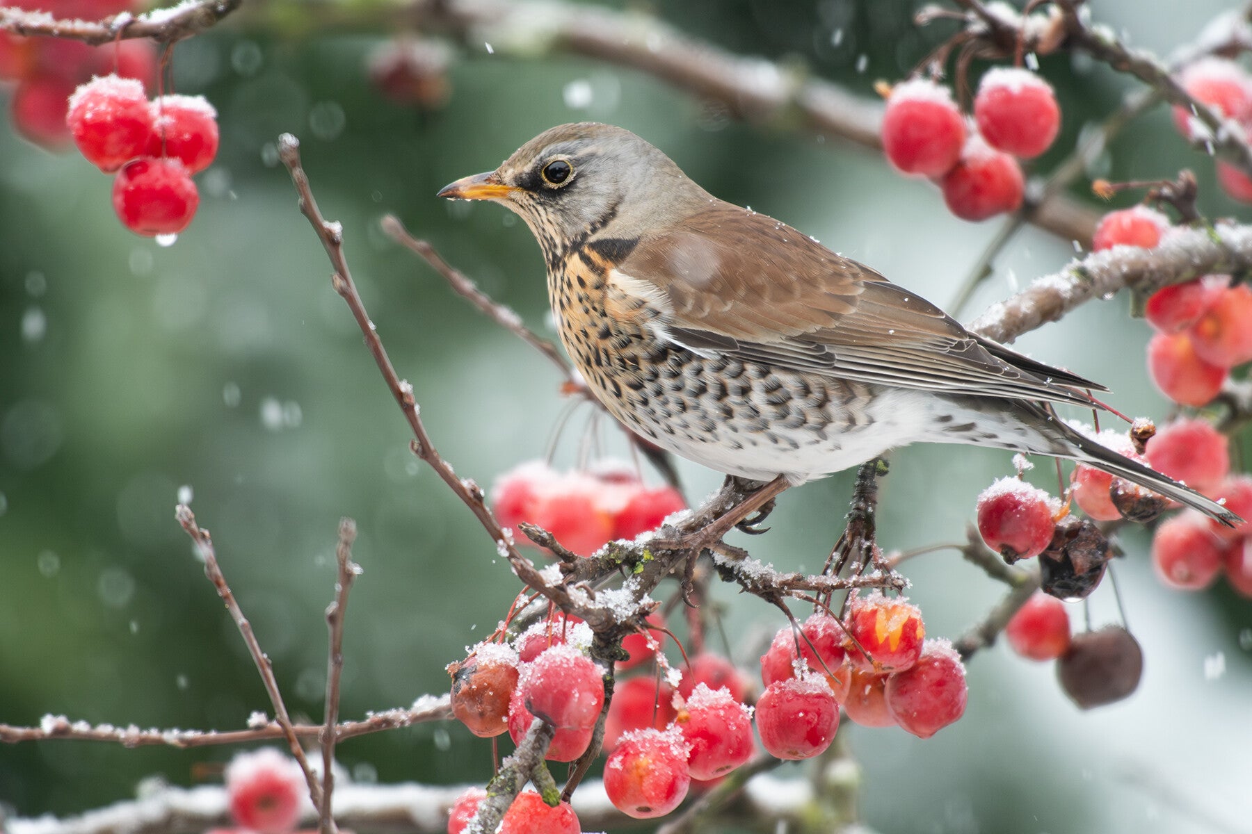 Kramsvogel in onze boom