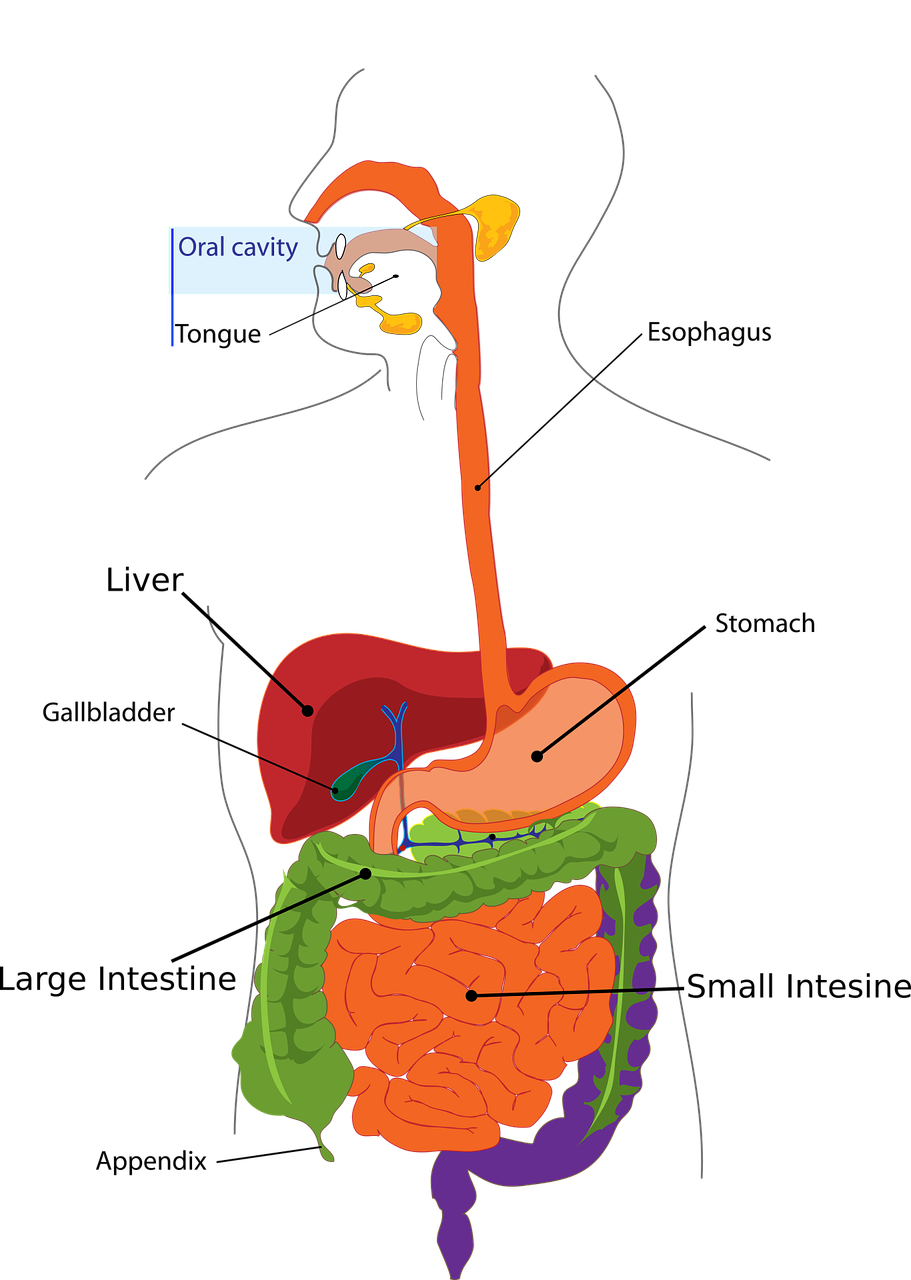 appendix