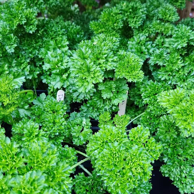 curlyparsley-standard.jpg