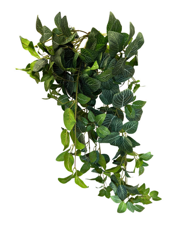 Fittonia hangplant 80 cm - Mozaïekplant