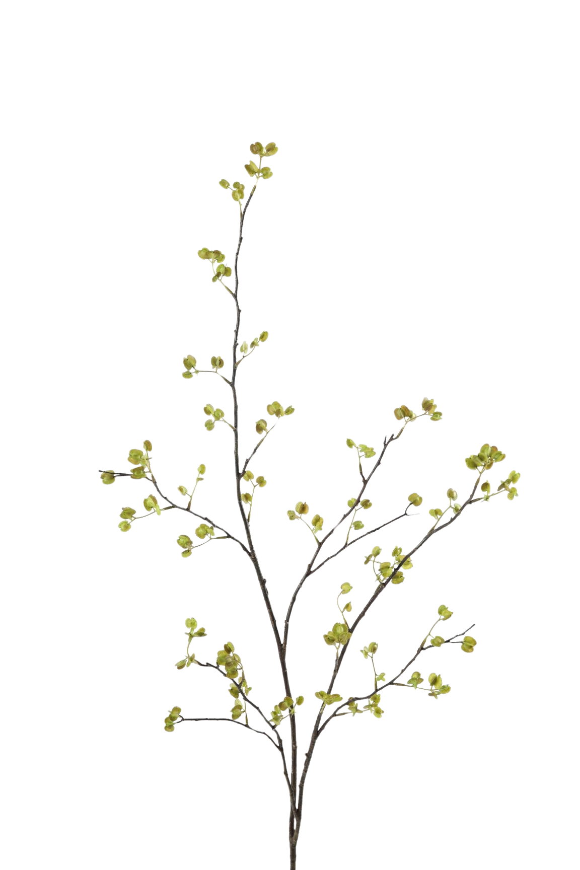 Siertak Elm Seed Spray