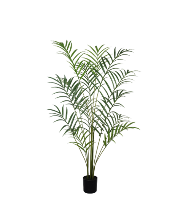 Palm  plant 210 cm