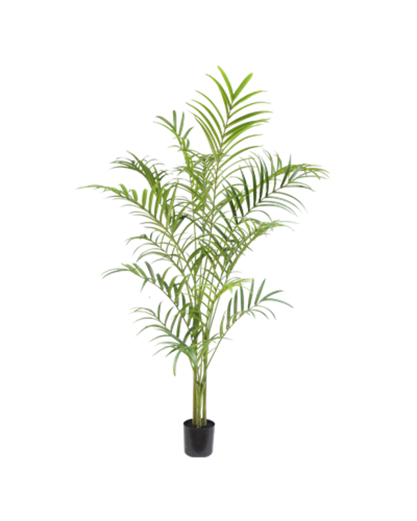 Palm plant 240 cm