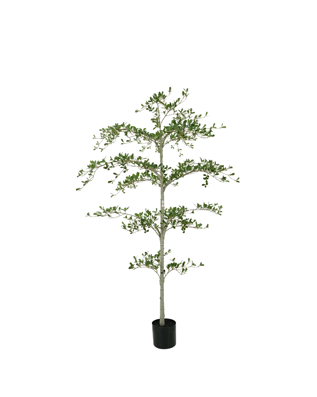 Black Olive boom 180 cm