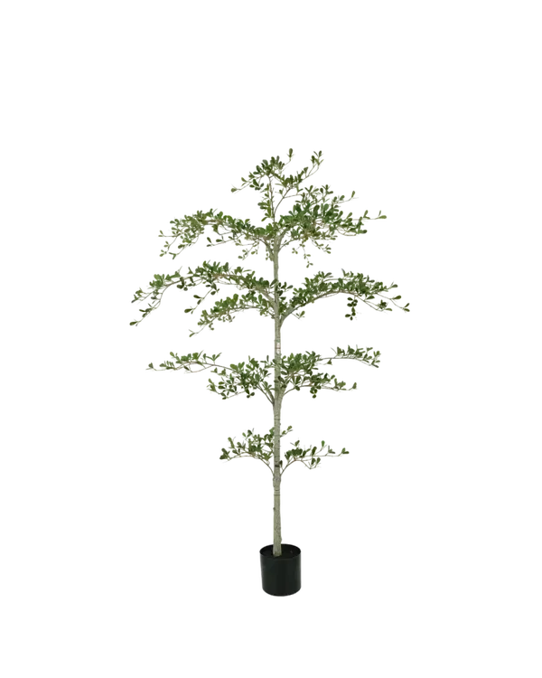 Black Olive boom 180 cm