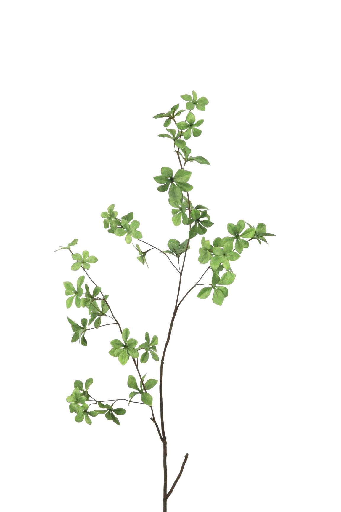 Siertak Small Leaves