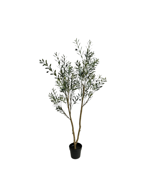 Olijfboom 120 cm (UV)