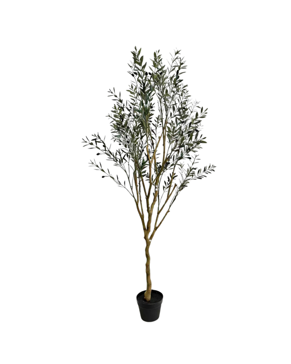 Olijfboom 170 cm (UV)
