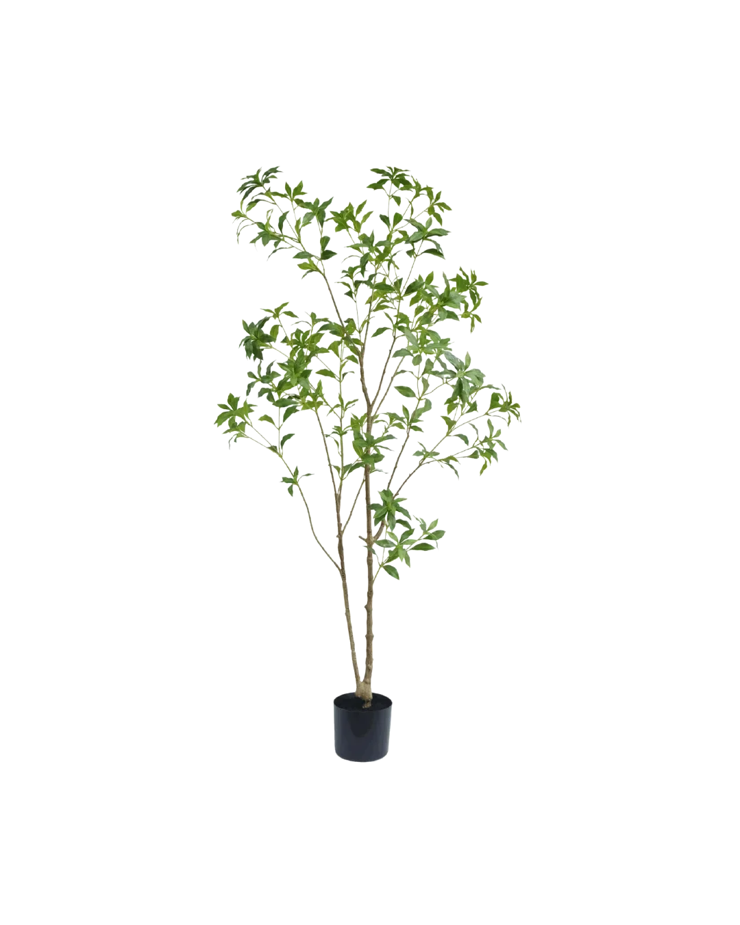 Pieris Japonica boom 180cm