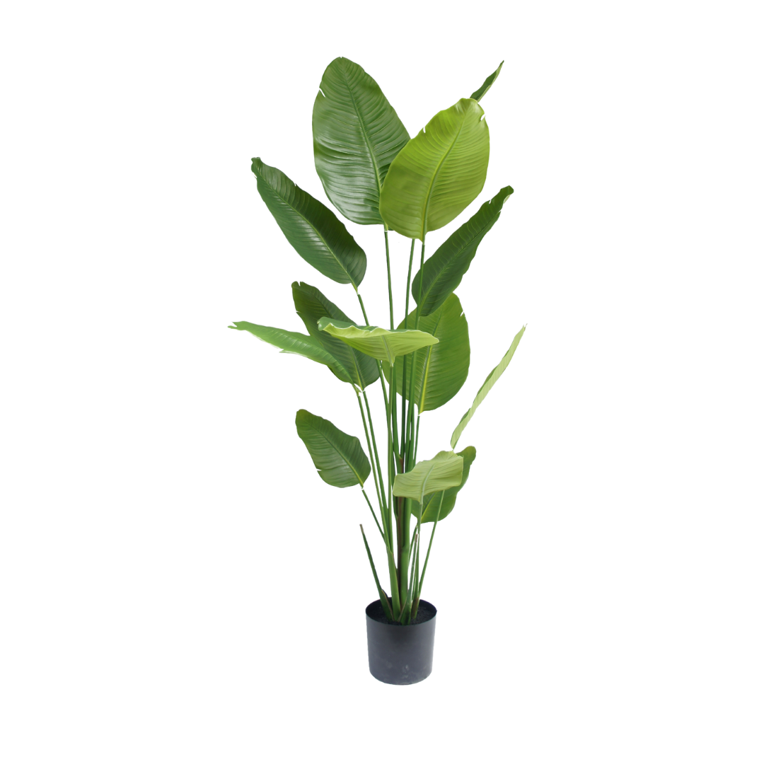 Strelitzia plant 210 cm