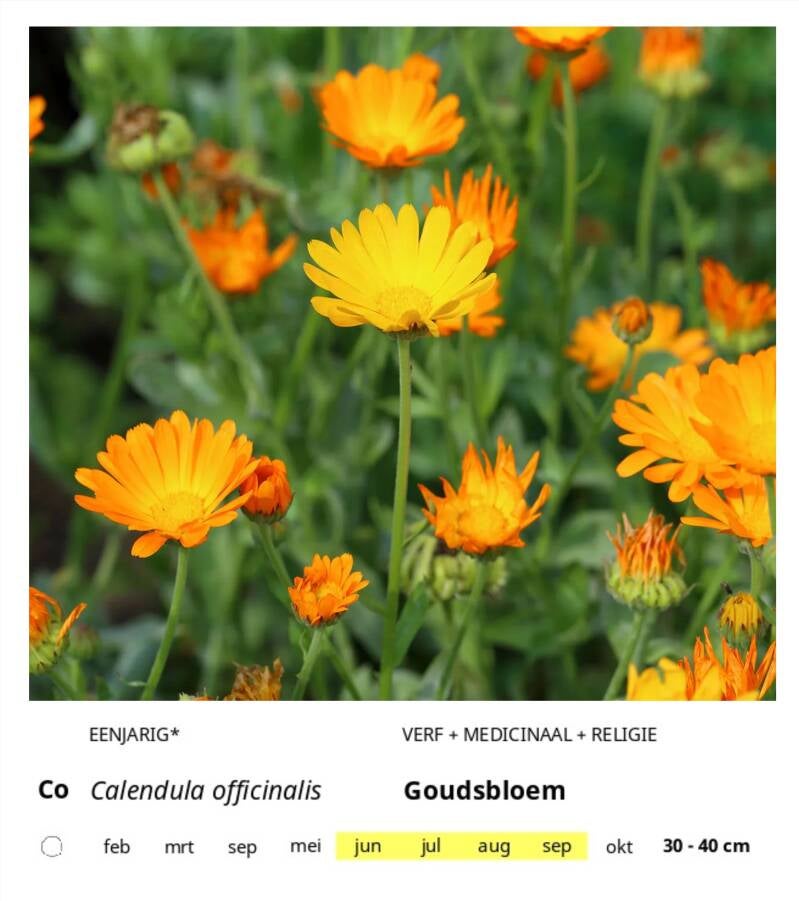 co-standard-a8azl6.jpg