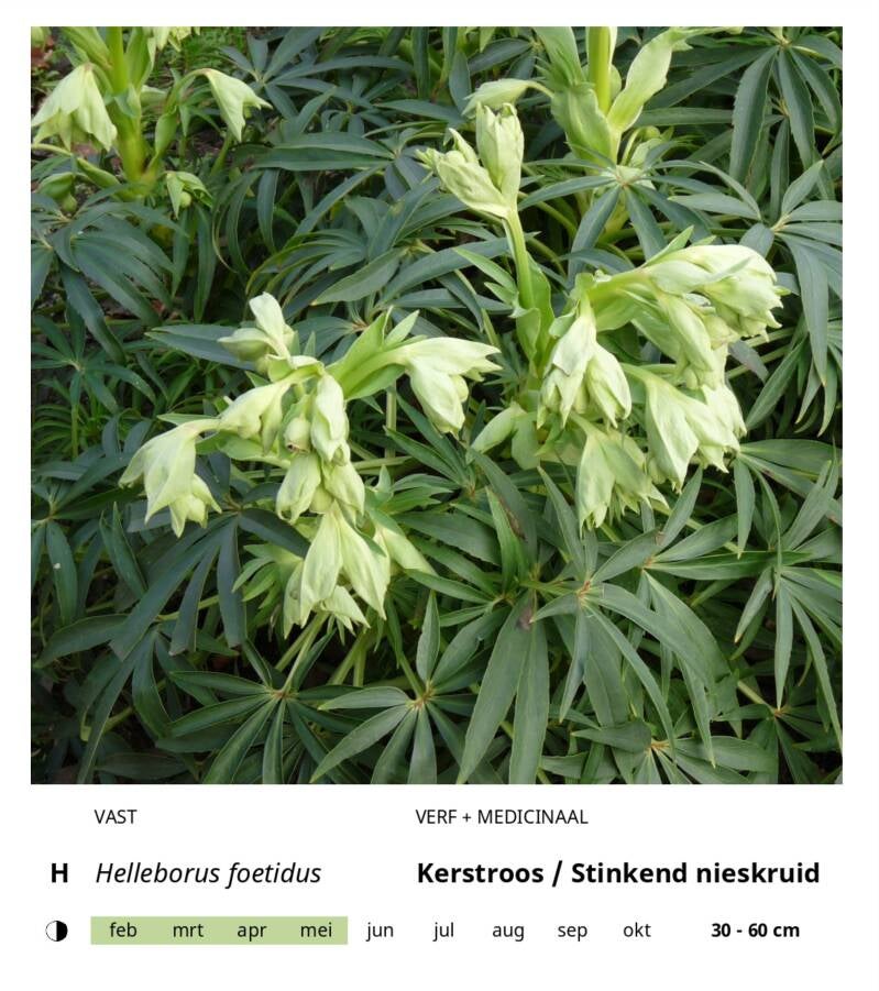 h-standard-ub6bt9.jpg