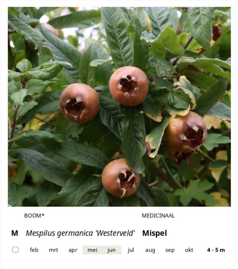 m-standard-3vnynw.jpg