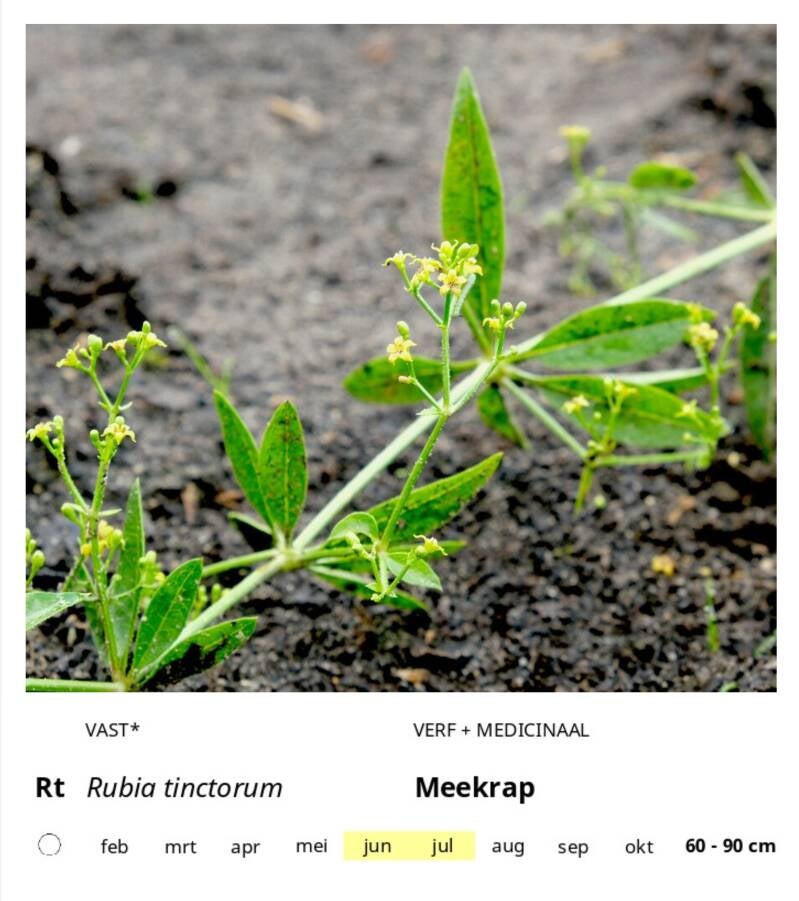 rt-standard-ruxvbk.jpg