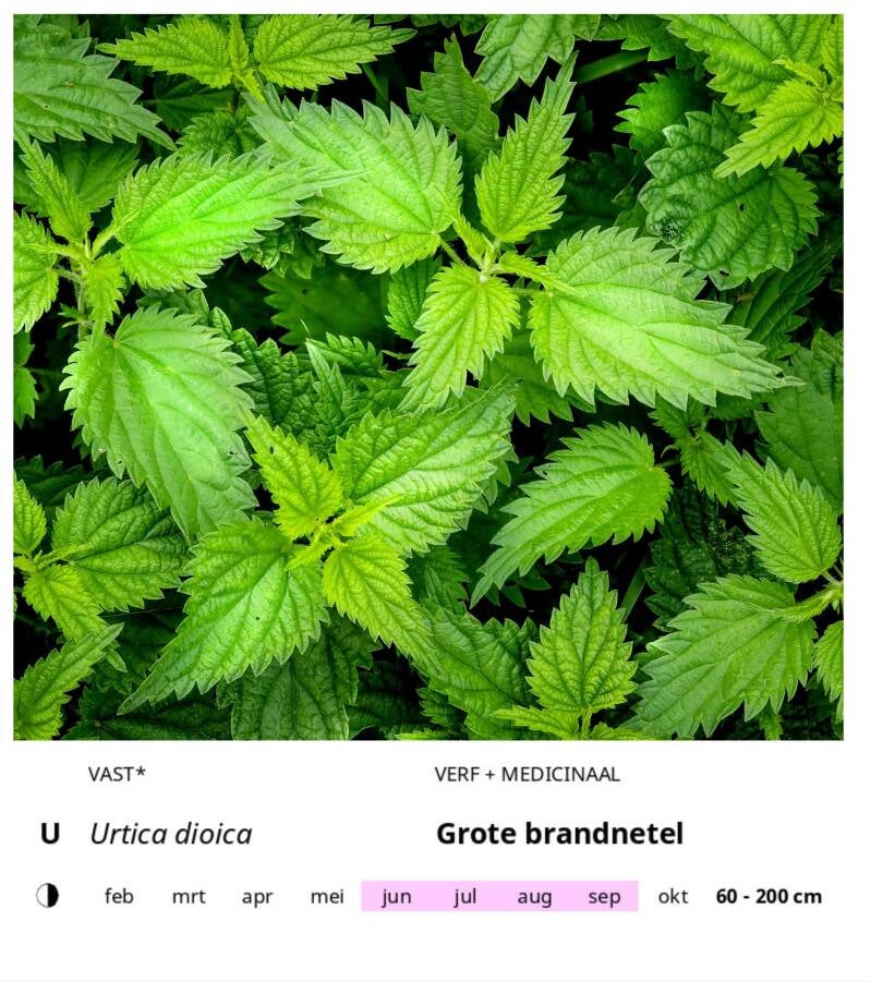 u1-standard-yn9sg6.jpg