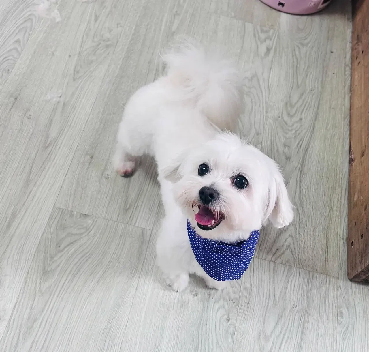 Perro tras una sesión de peluquería canina