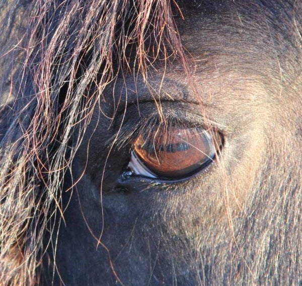 Spiegelen met paarden, persoonlijke ontwikkeling
