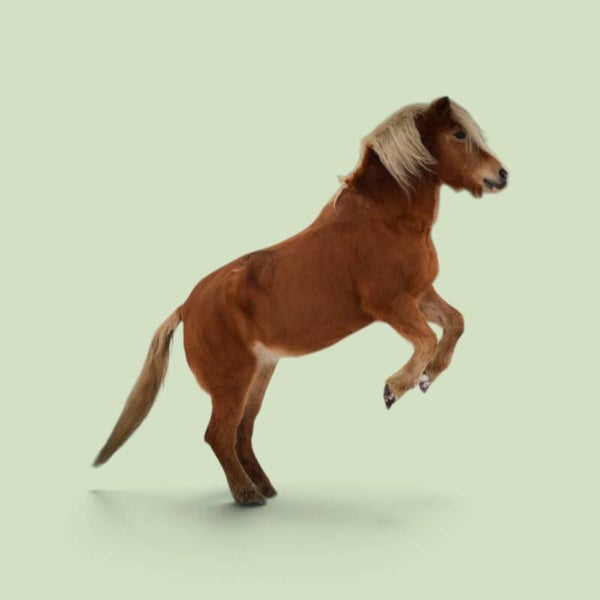 Familieopstellingen tussen de paarden