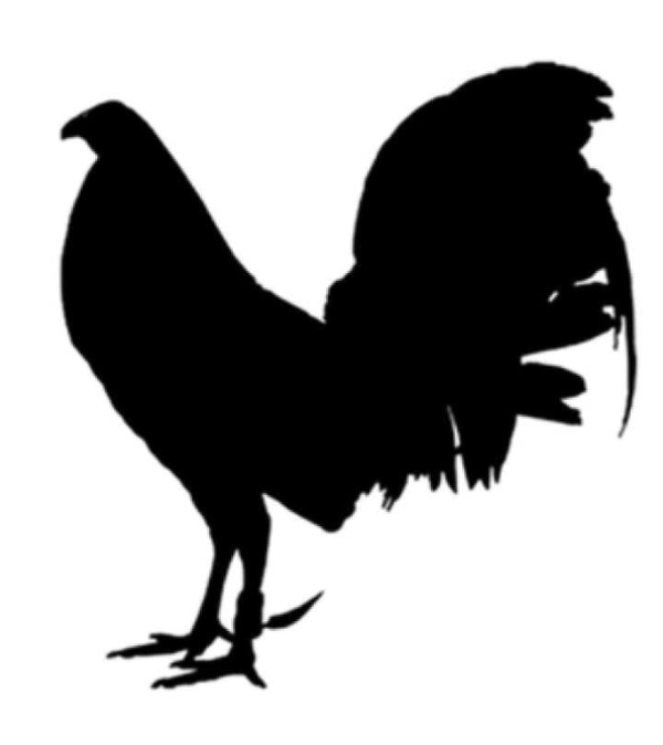 BLACK ROOSTER VYNIL STICKER