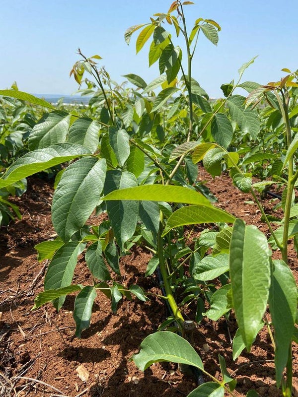 € 7.000,00 jonge bomen