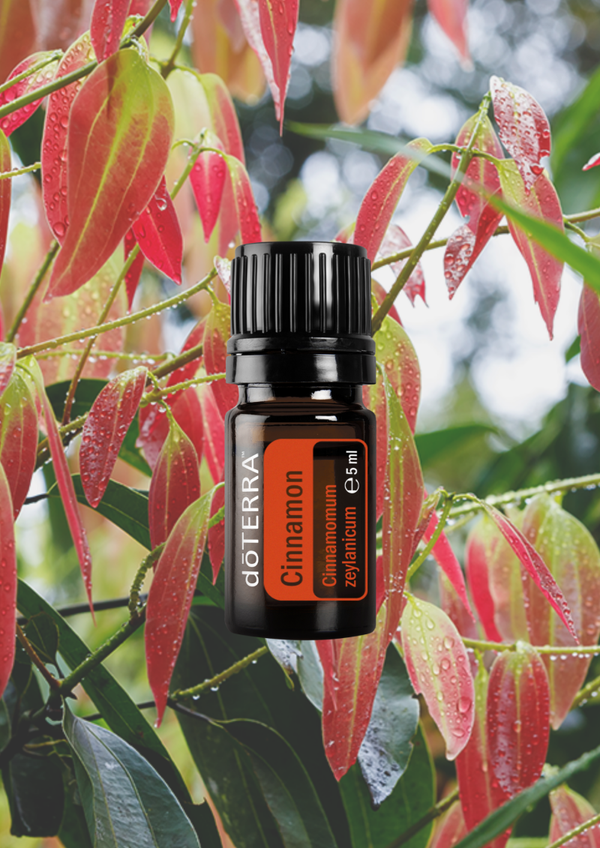 Cinnamon Bark (Zimtrinde) 5ml
