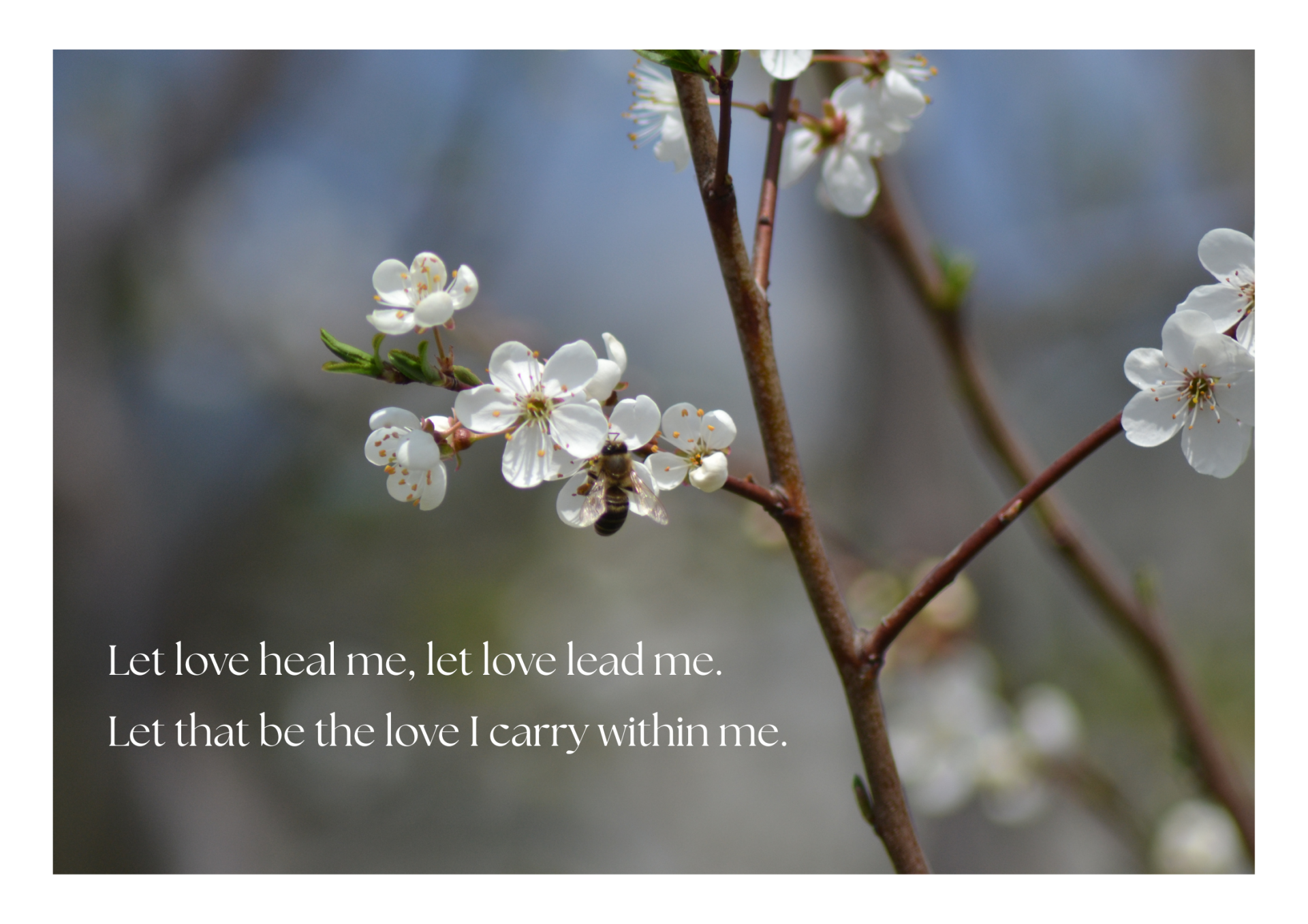 Poster, Let love heal me