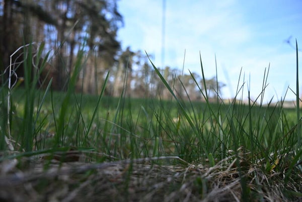 Wiese