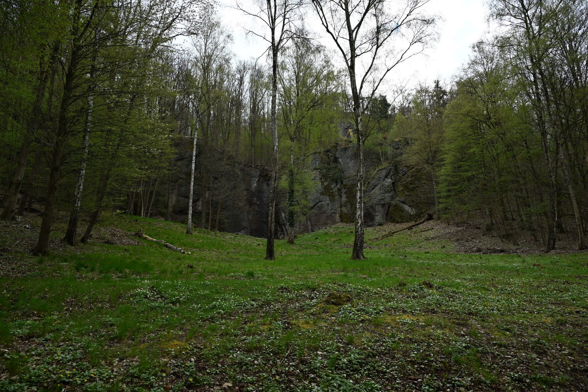 Mystischer-Wald