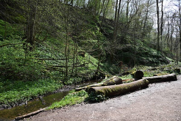 Bach am schotterweg mit altem Baum