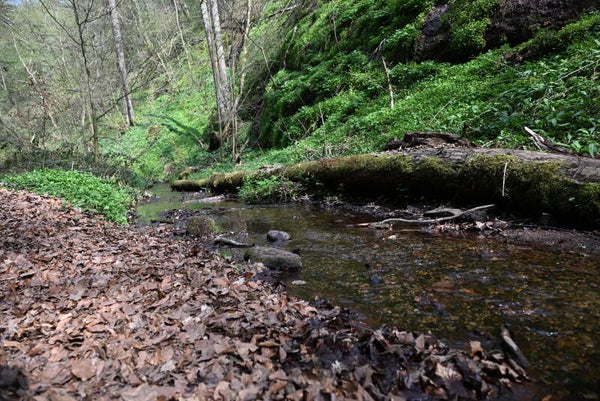 Bach am Wanderweg