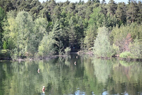 See/Wald