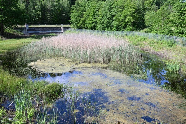 Tümpel
