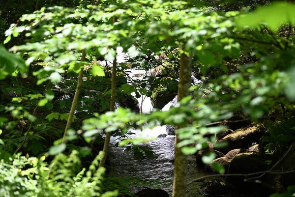 Natur mit BAch