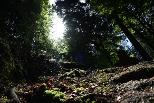 Berge Zwischen Wald
