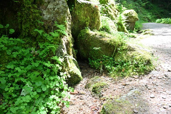 kleiner Bach Schwarzwald
